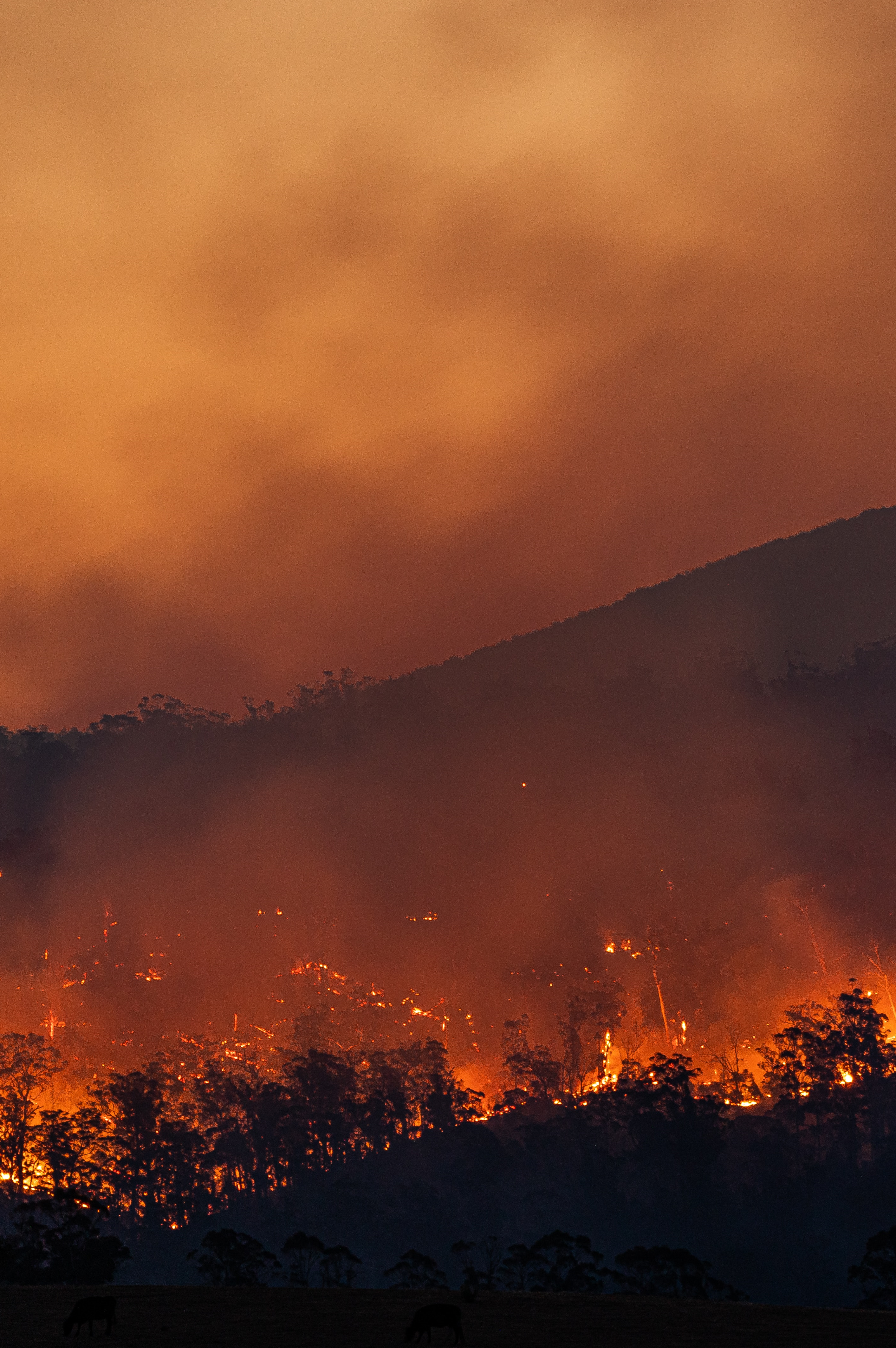 Incendio nel bosco