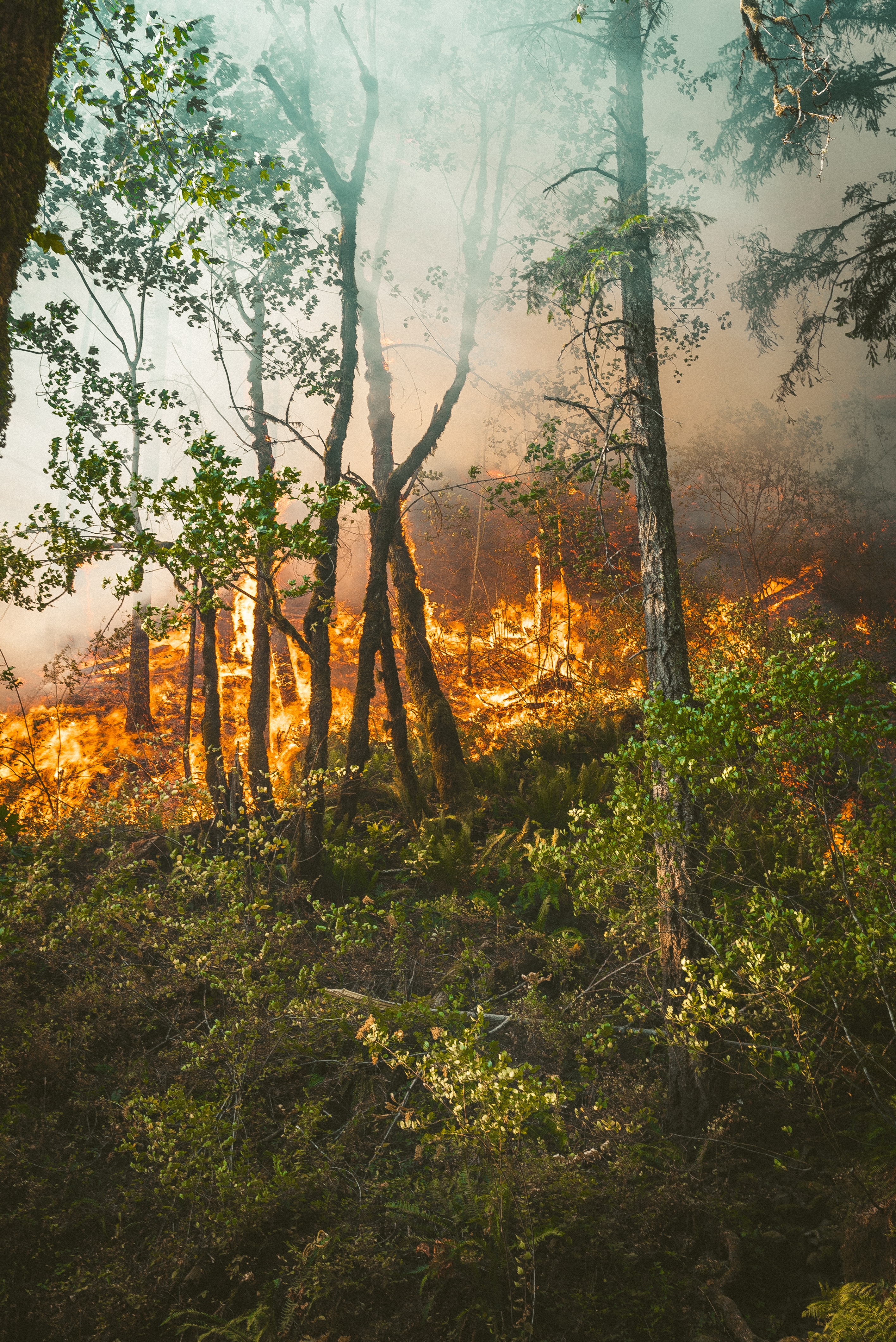 Inizio incendio nel bosco